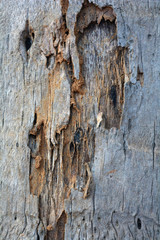wood texture