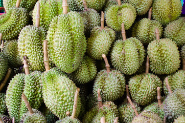 Durian nature fruit in southeast asi