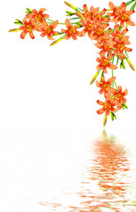 bouquet of lily flowers isolated on white background
