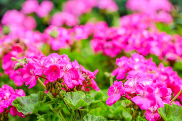 beautiful blooming red geranium flower with green leaves in   na