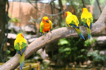 Parrots