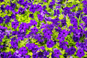 beautiful blooming purple petunia flowers background, closeup