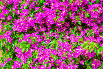 beautiful blooming pink bougainvillea flowers background, closeu