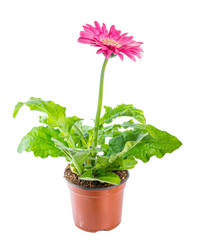 beautiful blooming pink flower gerbera in flowerpot is isolated