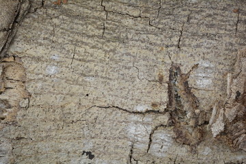 wood texture