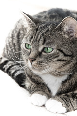 Katze Gesicht freigestellt