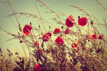 Obraz premium vintage wild poppies