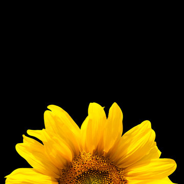 blooming sunflower