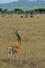 Antelope