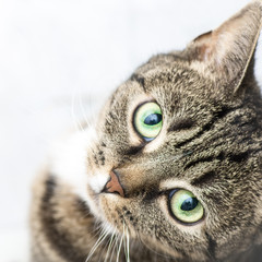 Katzengesicht Nahaufnahme