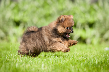 Little pomeranian spitz puppy running in summer