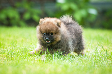 Little pomeranian spitz puppy playing on the lawn