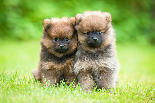 Two little pomeranian spitz puppies
