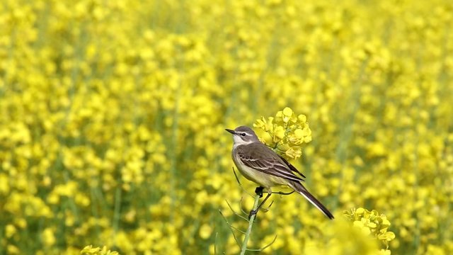 Yellow Wagtail swinging on a glowing yellow rapeseed field branch