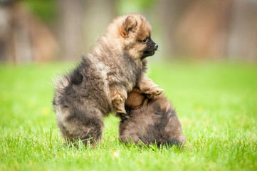 Obraz premium Two little pomeranian spitz puppies playing