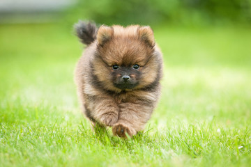Little pomeranian spitz puppy running - obrazy, fototapety, plakaty