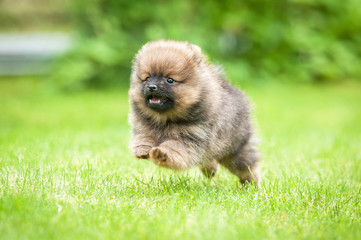 Little pomeranian spitz puppy playing outdoors