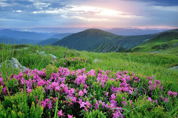 Fototapeta na wymiar Magic pink rhododendron flowers on summer mountain