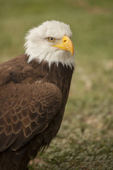 bald eagle