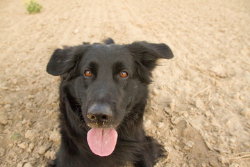 A dog looks funny in the camera