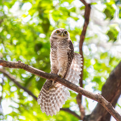 Little Owl expands on branches tree.