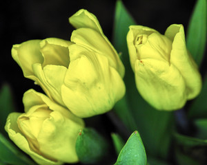 yellow tulips flowers closeup