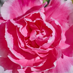 pink carnation flower closeup, natural background
