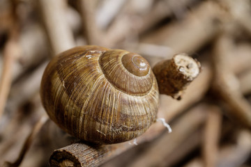 Weinbergschnecke  Schnecke