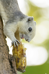 Squirrels eat bananas on the tree
