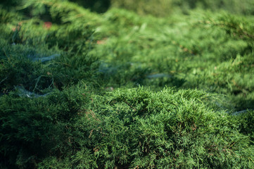 Shallow depth of field bush