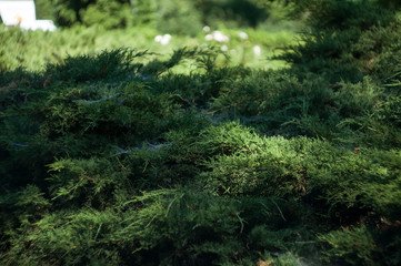 Fototapeta premium Shallow depth of field bush