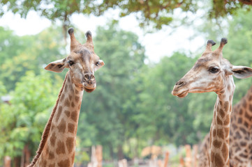 giraffes