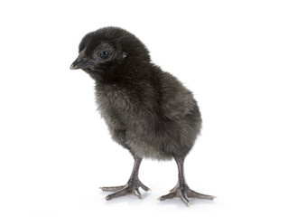 ayam cemani chick