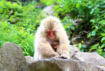 母猿の乳を飲む猿の赤ちゃん
