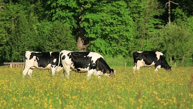 Dutch cows grazing in a meadow filled with yellow flowers.