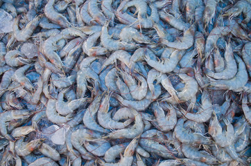 Fresh shrimp at the market for sell