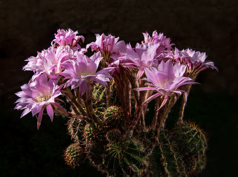 Beautiful pink cactus flowers