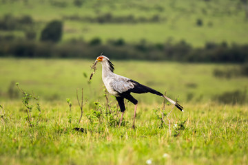 Secretary bird in the savannah of Kenya, Africa
