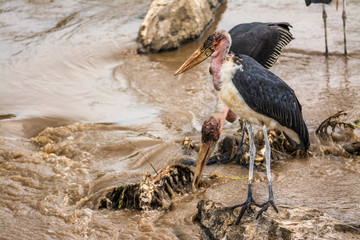 Obraz premium Marabou storks on carcass at the Mara River, Kenya