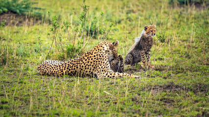 Cheetah mother with two cubs playing on savanna