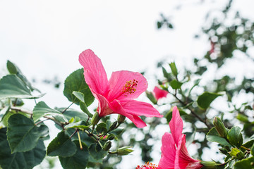 Pink hibiscus