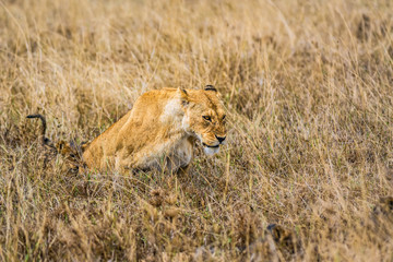 Lioness with a cub