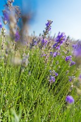 Lavender, Flower, Lavender Coloured.