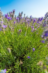 Naklejka premium Lavender, Flower, Lavender Coloured.