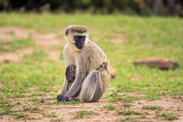 vervet monkey (Chlorocebus pygerythrus) with a baby, Maasai Mara National Reserve, Kenya