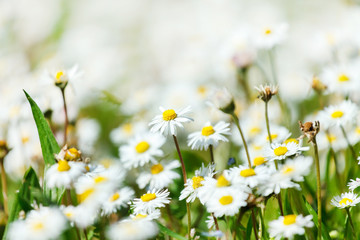 Fototapeta premium daisy meadow