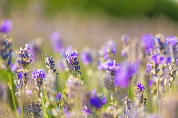 Flower, gardening, garden.