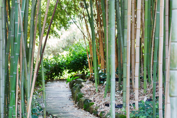 bamboo forest © Maksim Shebeko