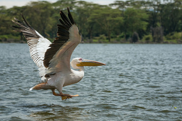 Great white pelican in flight at Lake Naivasha, Kenya