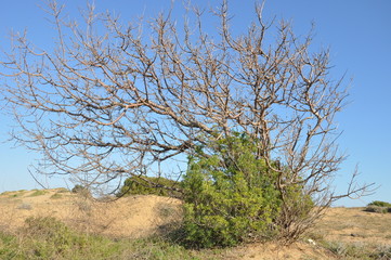 Dürres und grünes Gesträuch